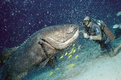 Allan Power and Boris the grouper